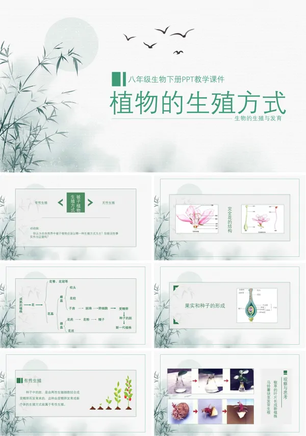 初中语文人教版八年级下册《生物植物的生殖方式》PPT下载课件