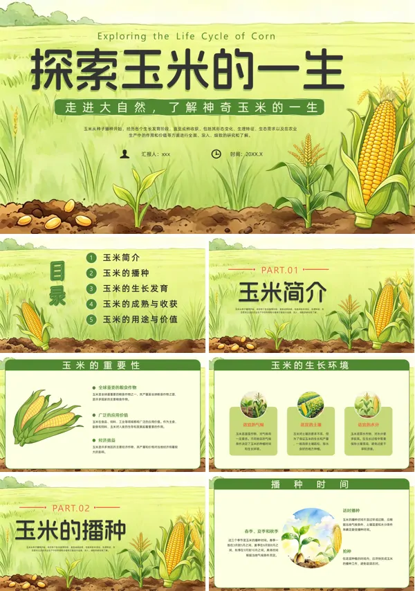 幼儿园大班科学玉米的一生课件PPT模板含讲稿