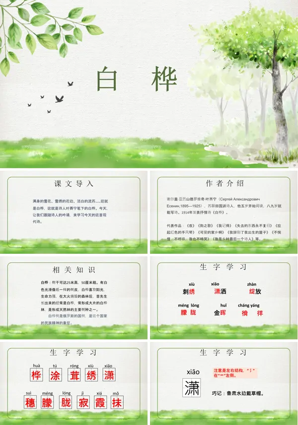 白桦PPT课件