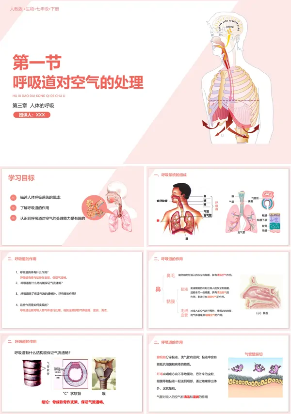 人教版生物七年级下册《呼吸道对空气的处理》PPT课件