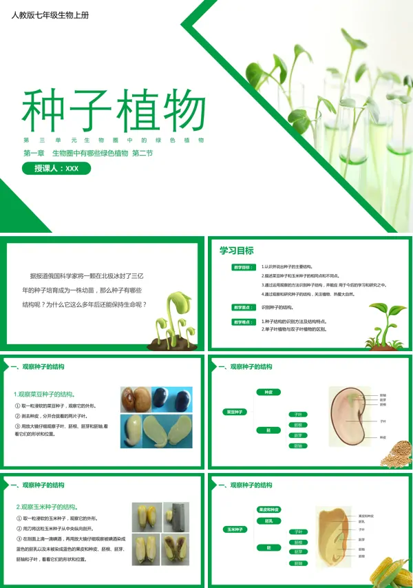 人教版七年级上册生物《种子植物》的PPT课件