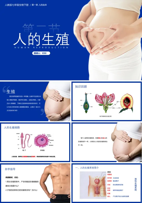 人教版《人的生殖》PPT课件