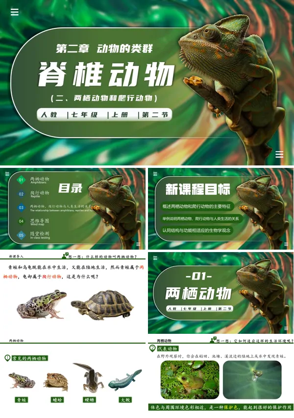 生物人教七年级生物上册脊椎动物(二、两栖动物和爬行动物)PPT课件含教案