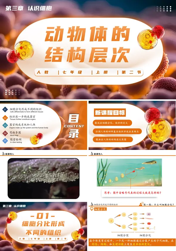 人教七年级生物上册动物体的结构层次生物PPT课件含教案