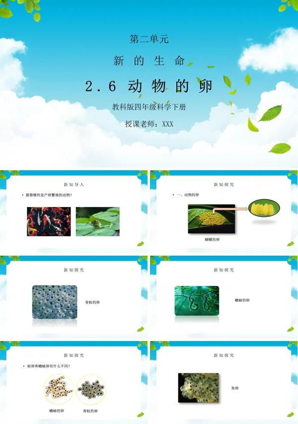 动物的卵PPT课件
