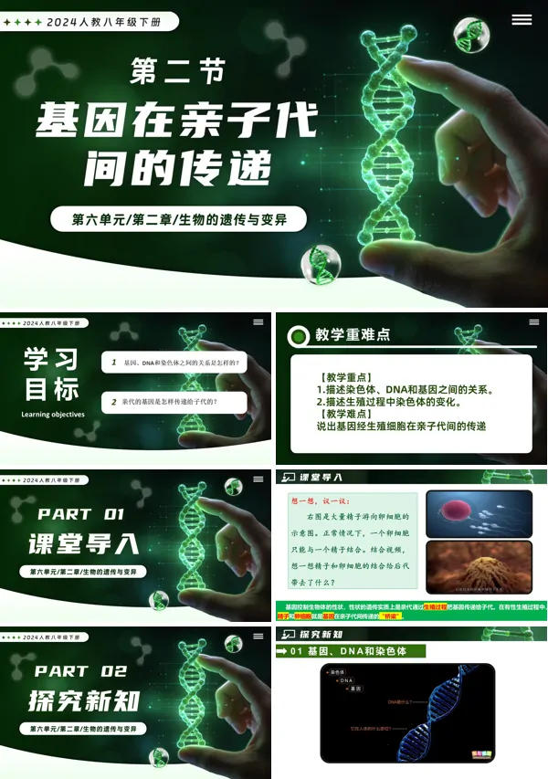 新教材人教八年級生物下冊第2章6.2.2 基因親子代間的傳遞PPT課件（含教案+導(dǎo)學(xué)案+提升講義+分層作業(yè)）