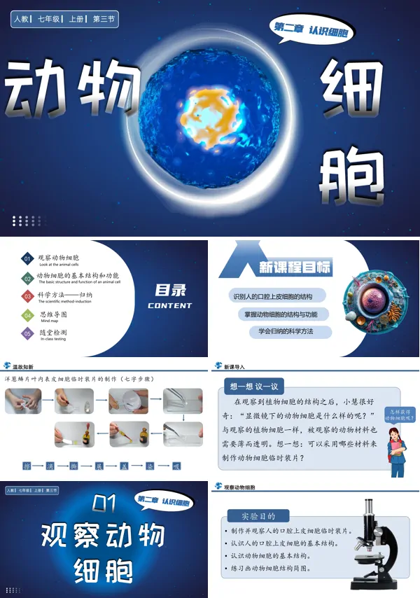 人教七年级生物上册动物细胞PPT课件含教案