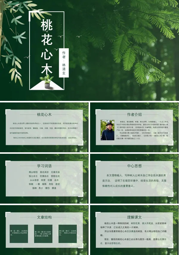 人教版六年级语文下册《桃花心木》PPT课件