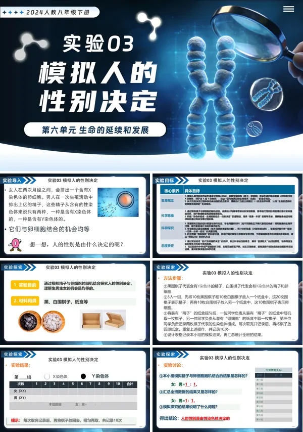 新教材人教八年級生物下冊第2章實驗03 模擬人的性別決定PPT課件（含講義+實驗報告單）
