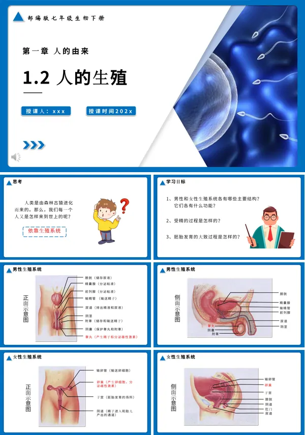 人的生殖课件PPT模板