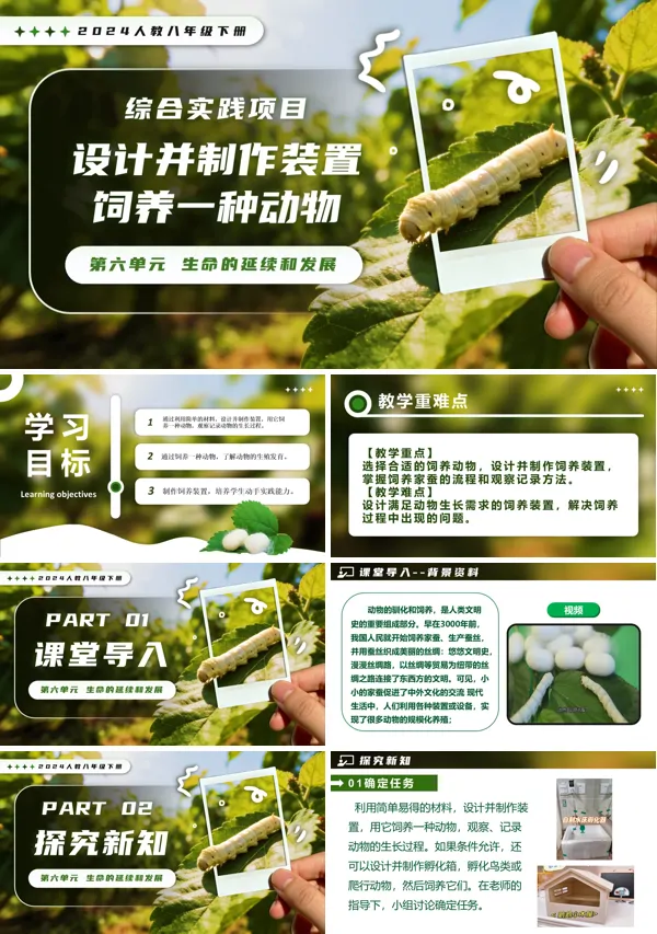 新教材人教八年級(jí)生物下冊(cè)第1章綜合實(shí)踐項(xiàng)目 設(shè)計(jì)并制作裝置，飼養(yǎng)一種動(dòng)物PPT課件（含教案）