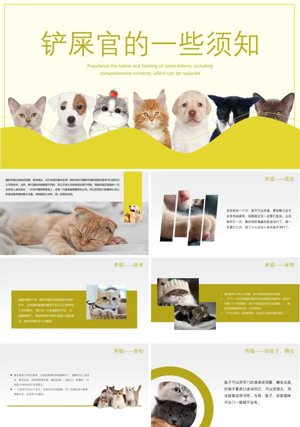 养猫知识介绍PPT