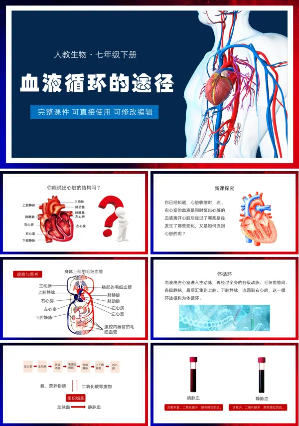 人教版七年级生物下册血液循环的途径PPT课件