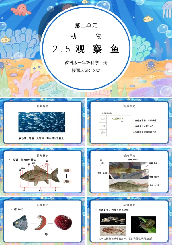 《动物-观察鱼》PPT课件