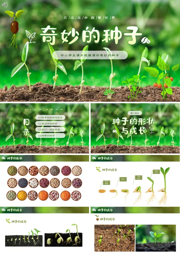 奇妙的种子大班科学PPT课件