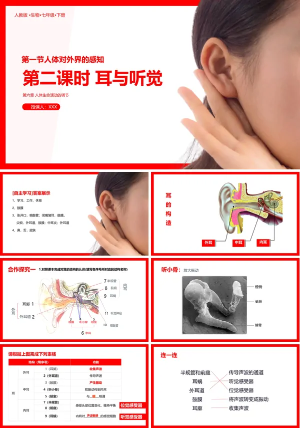 人教版七年级生物下册耳与听觉PPT课件
