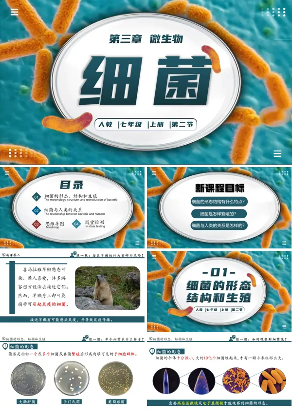 生物人教七年级生物上册细菌PPT课件含教案