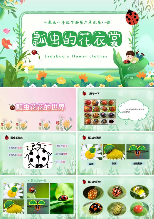 瓢虫的花衣裳一年级下册(内涵视频)PPT课件