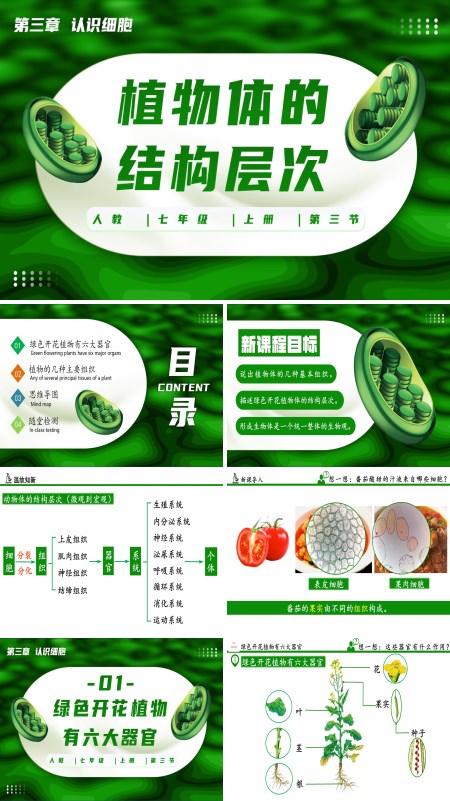 生物人教七年级生物上册植物体的结构层次PPT课件含教案