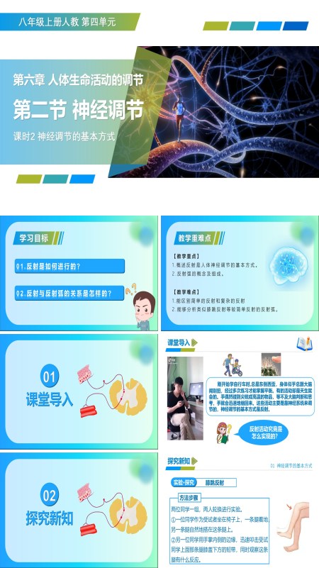 八年级生物上册 人教 4.6.2 神经调节 第2课时（教学课件）ppt课件含教案