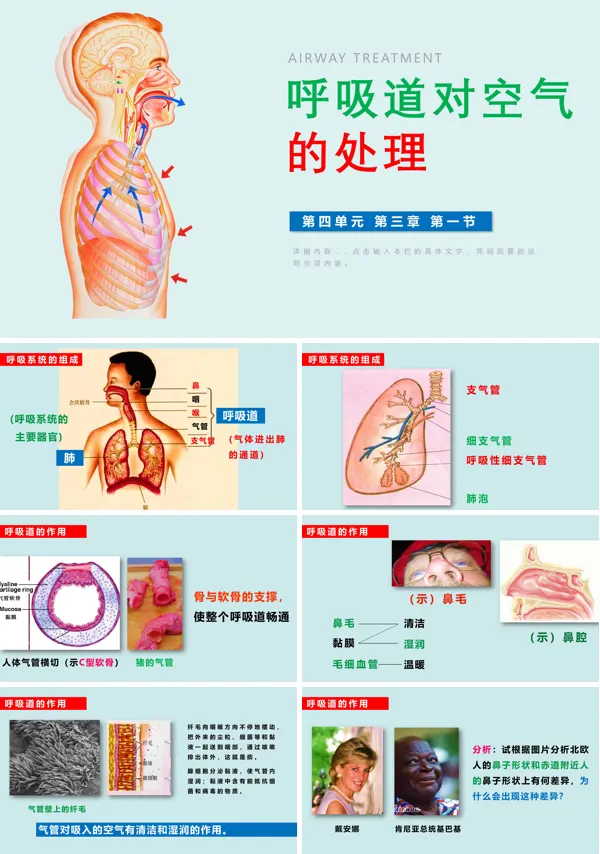 《呼吸道对空气的处理》PPT课件