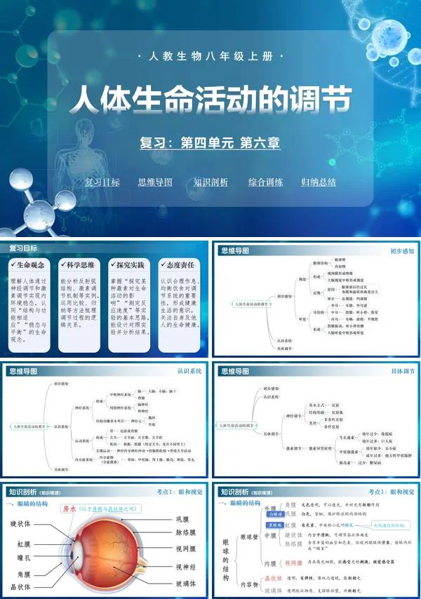 八年级生物上册同步备课（人教版2024）第四单元第六章 人体生命活动的调节（复习课件）ppt课件含知识清单