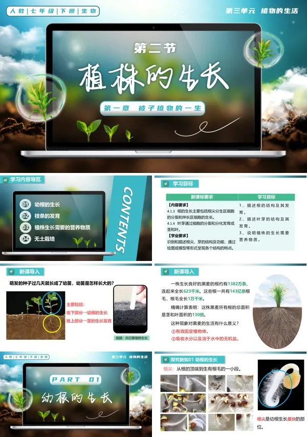 七年级生物下册第三单元3.1.2 植株的生长PPT课件（教案+导学案+分层作业）