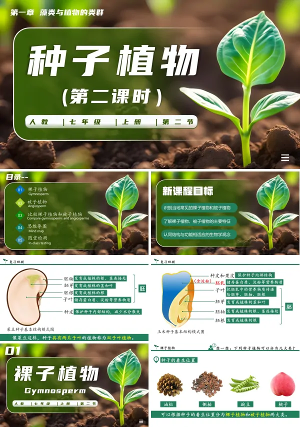 生物人教七年级生物上册种子植物第二课时PPT课件含教案