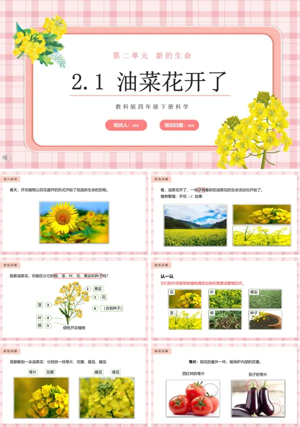 教科版四年级下册油菜花开了课件PPT