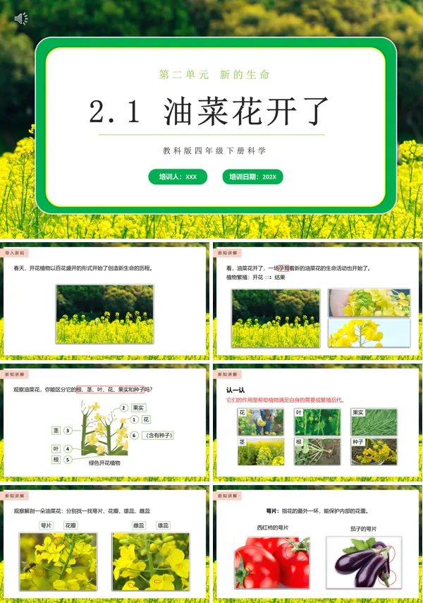 教科版科学四下油菜花开了PPT课件