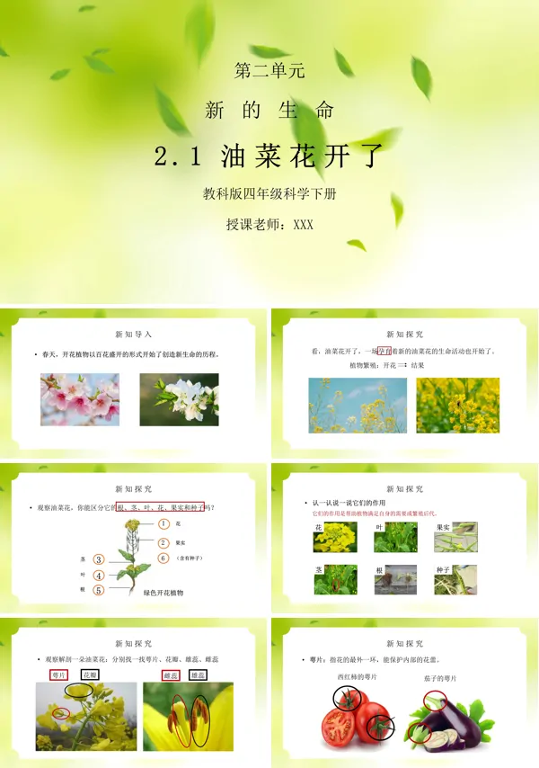 四年级科学油菜花开了ppt课件