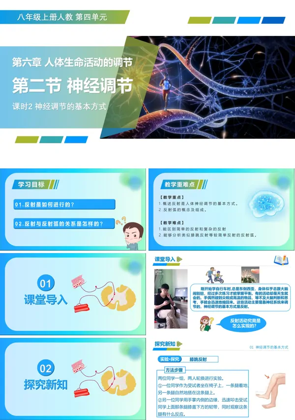 八年级生物上册 人教 4.6.2 神经调节 第2课时（教学课件）ppt课件含教案
