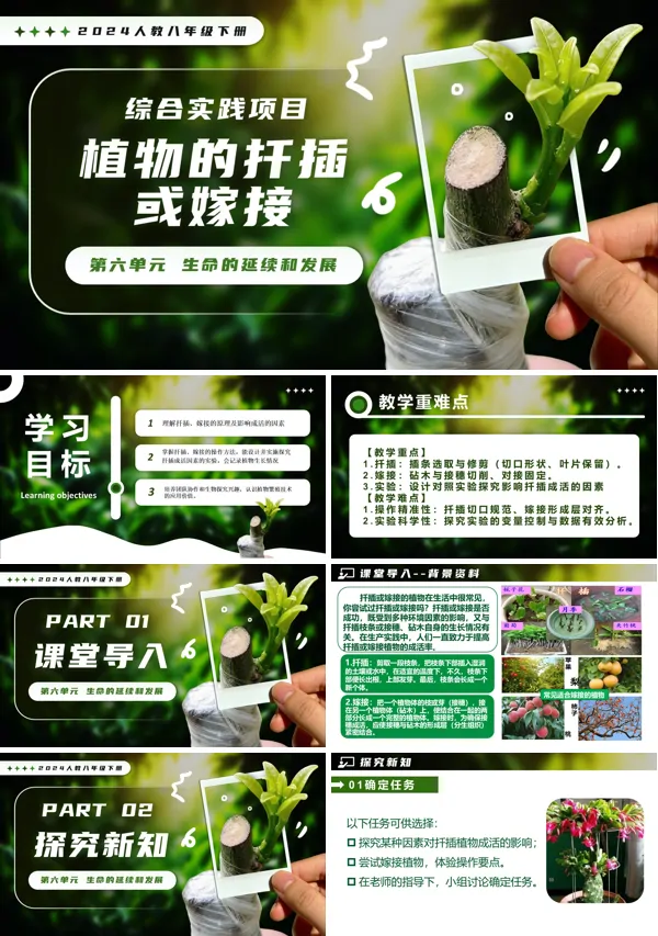 新教材人教八年级生物下册第1章综合实践项目 植物的扦插或嫁接PPT课件（含教案）