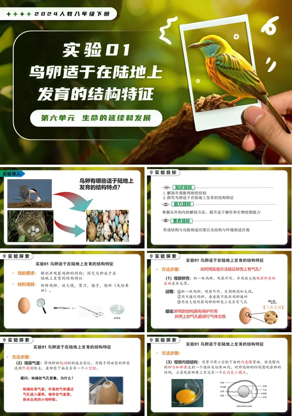 新教材人教八年级生物下册第1章实验01 鸟卵适于在陆地上发育的结构特征PPT课件（含讲义+实验报告单）