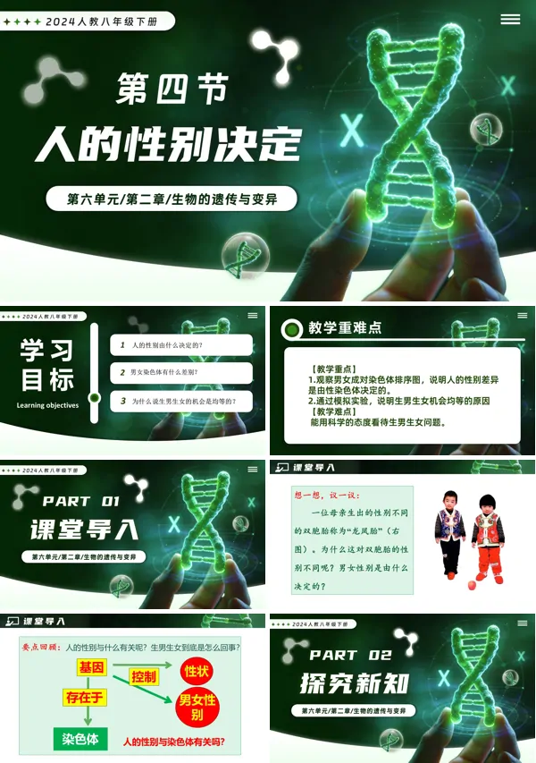 新教材人教八年级生物下册第2章6.2.4 人的性别决定PPT课件（含教案+导学案+提升讲义+分层作业）
