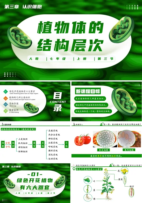 生物人教七年级生物上册植物体的结构层次PPT课件含教案
