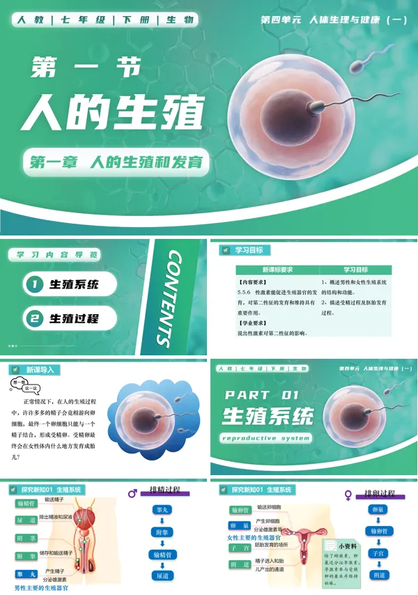 七年级生物下册第四单元4.1.1 人的生殖PPT课件（教案+导学案+分层作业）
