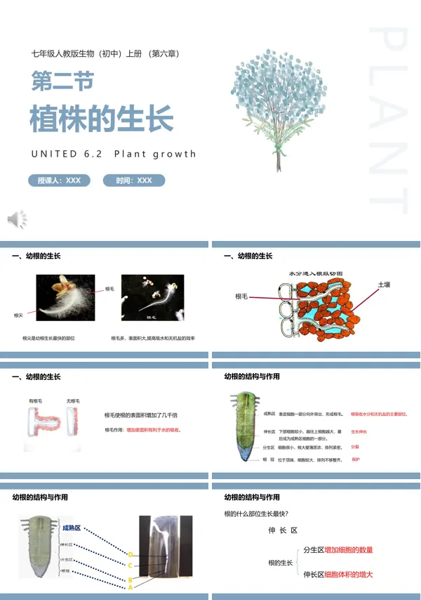 七年级上册生物植株的生长PPT教案