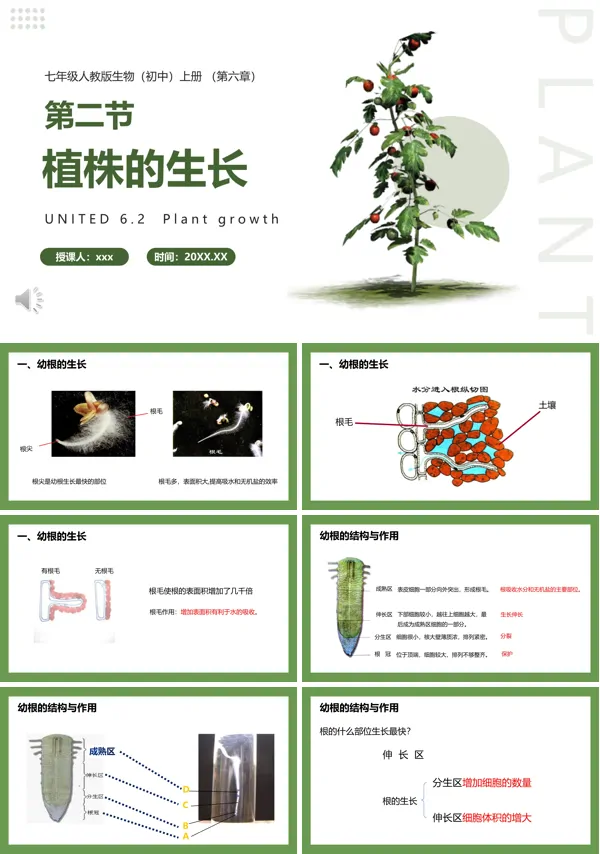 植株的生长课件PPT模板
