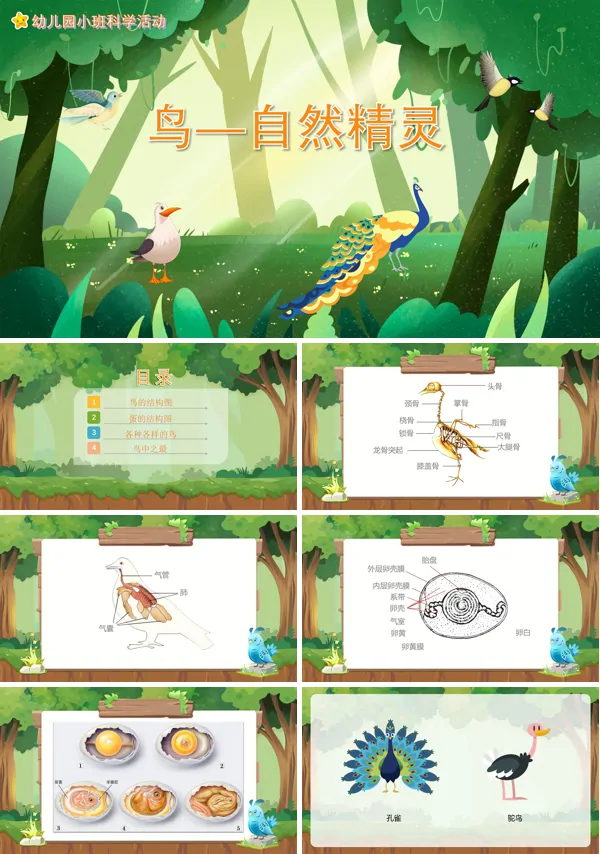 幼儿园科学《鸟自然精灵》PPT课件