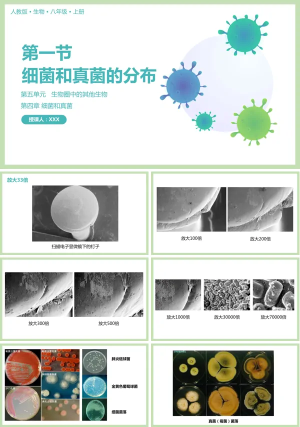 初中八年级生物上册课文内容“细菌和真菌的分布”教学的PPT课件模板